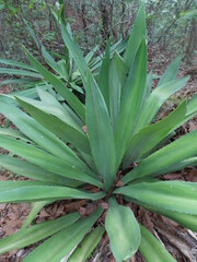 Furcraea guatemalensis