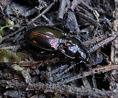Pterostichus burmeisteri