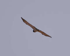 Circaetus pectoralis