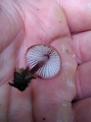 Mycena haematopus