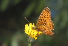 Boloria titania