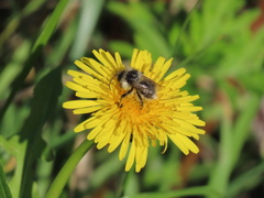 Bombus sylvarum