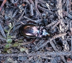 Pterostichus burmeisteri