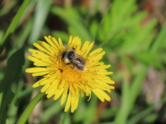 Bombus sylvarum