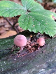 Mycena haematopus