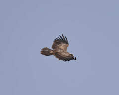 Circaetus pectoralis