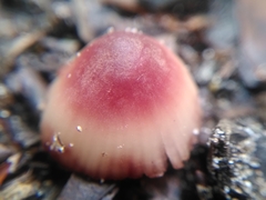 Mycena haematopus