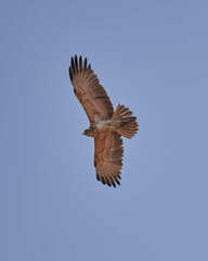 Circaetus pectoralis