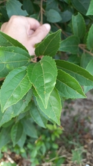 Alchornea triplinervia