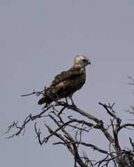 Circaetus pectoralis