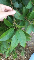 Alchornea triplinervia