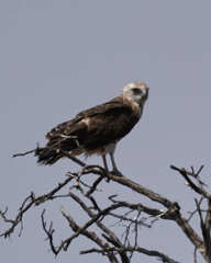 Circaetus pectoralis