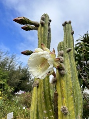 Nyctocereus serpentinus