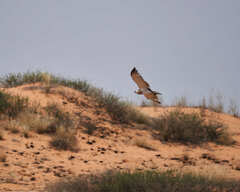 Circaetus pectoralis