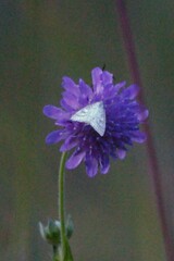 Udea lutealis