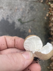 Apioperdon pyriforme