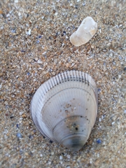 Laevicardium crassum