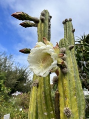 Nyctocereus serpentinus