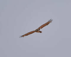 Circaetus pectoralis