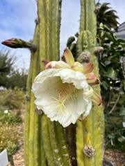 Nyctocereus serpentinus