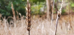 Elymus virginicus