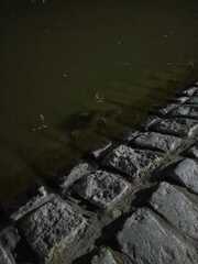 Hydromedusa tectifera