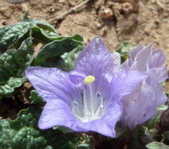 Mandragora autumnalis