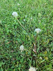Taraxacum