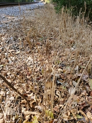 Elymus virginicus