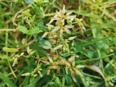 Cerastium glomeratum