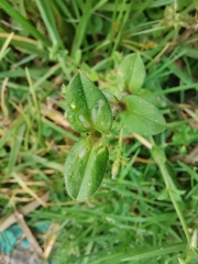 Cerastium glomeratum