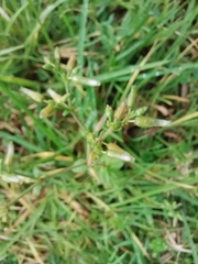 Cerastium glomeratum