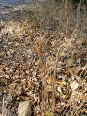 Elymus virginicus