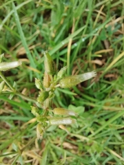 Cerastium glomeratum