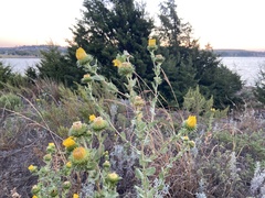 Grindelia ciliata