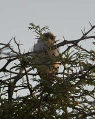 Polihierax semitorquatus