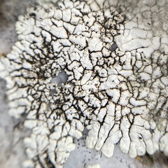 Dimelaena