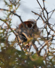 Polihierax semitorquatus