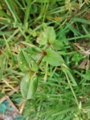 Cerastium glomeratum