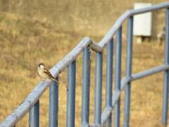 Passer domesticus