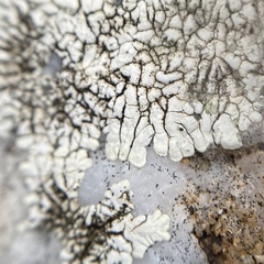 Dimelaena