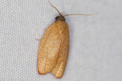 Sparganothis distincta