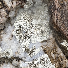 Dimelaena