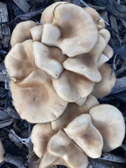Fungi