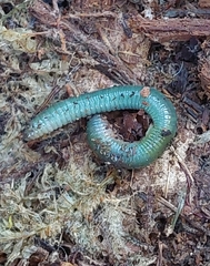Oligochaeta