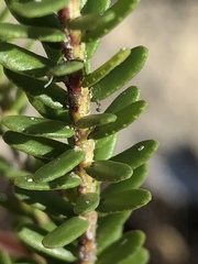 Adenandra obtusata