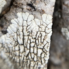 Dimelaena