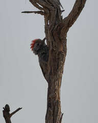 Chloropicus fuscescens