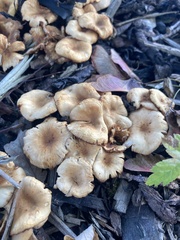 Fungi