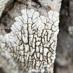 Dimelaena